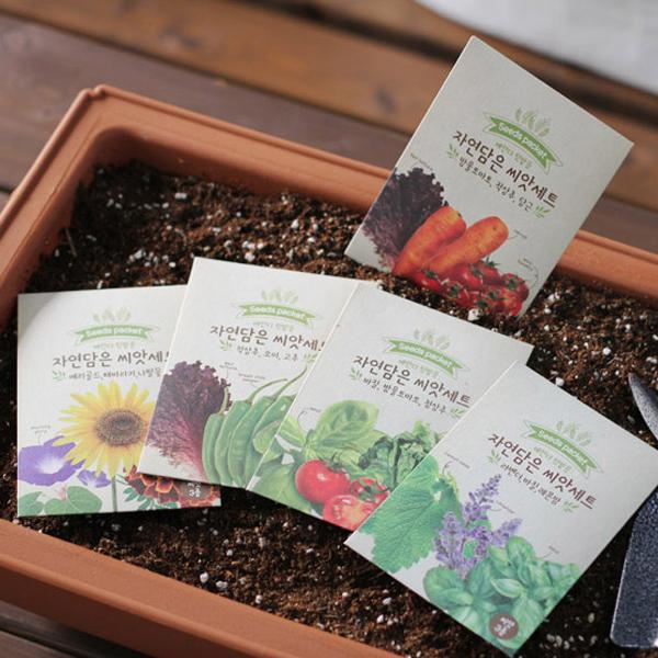 채소씨앗 3종 세트 바질 방울토마토 청상추 텃밭세트 새싹재배 미니화분 식물키우기 새싹키우기