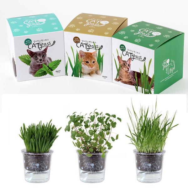 작은화분 고양이풀 식물 재배 캣닢 텃밭세트 새싹재배 미니화분 식물키우기 새싹키우기