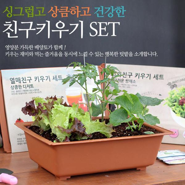 집에서 식물키우기 쉬운 채소키우기 세트 텃밭세트 새싹재배 미니화분 식물키우기 새싹키우기